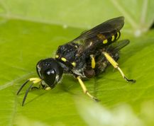 Gravehveps ectemnius ruficornis har fanget flue